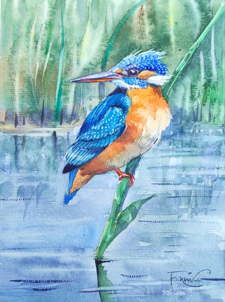 Zimorodek – widok 2