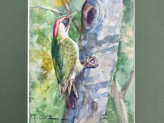 Dzięcioł zielony – widok 2
